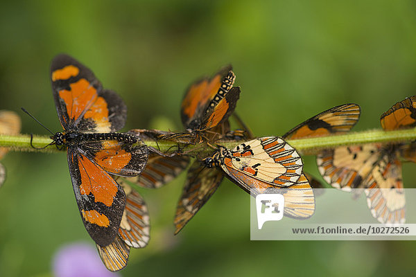 'Butterflies on plant  Zomba plateau; Zomba  Malawi'