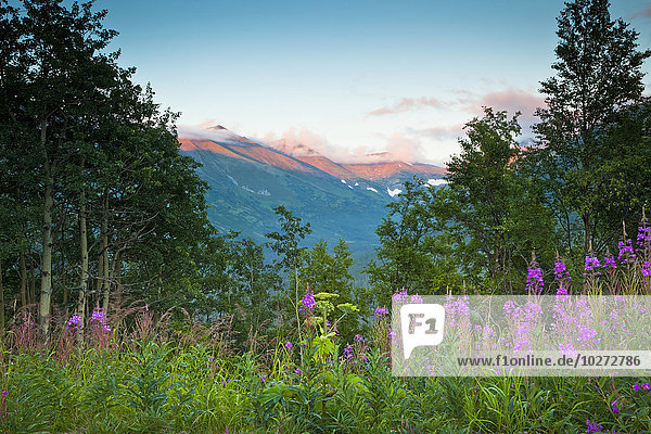 Amerika Sonnenuntergang Fokus auf den Vordergrund Fokus auf dem Vordergrund Verbindung Berg Alaska Chugach National Forest