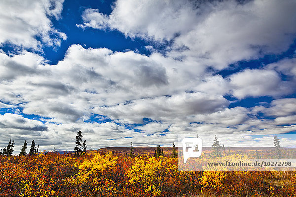 Helle herbstlich gefärbte Tundra unter blauem Himmel mit Wolken; Eureka  Alaska  Vereinigte Staaten von Amerika'.