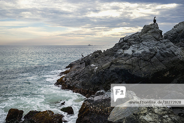'Silhouette of a pelican on a rugged rocky coast with a view of the ocean at sunset; Ixtapa-Zihuatanejo  Guerrero  Mexico'