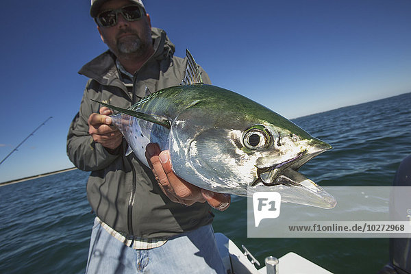 Fischer hält einen Falschen Weißen Thun  fischt am Kap; Martha's Vineyard  Massachusetts  Vereinigte Staaten von Amerika'.