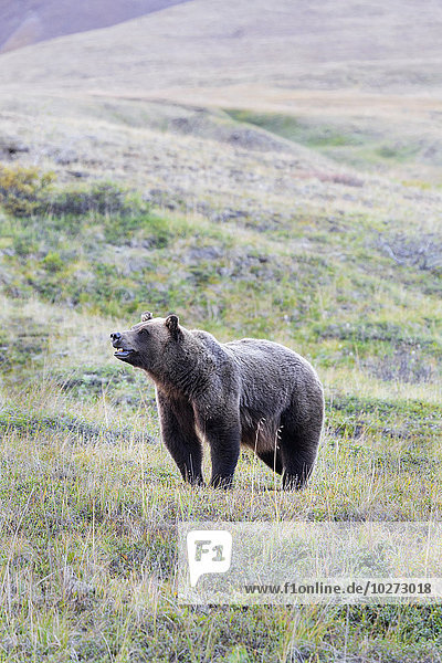 'A grizzly bear (Ursus arctos horribilis) with mouth slightly open standing in green tundra in Denali National Park; Alaska  United States of America'