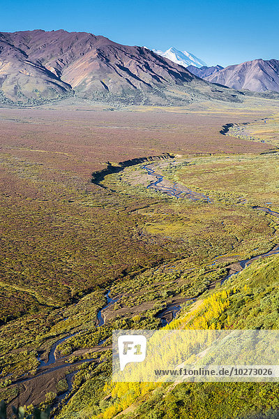 Landschaftliche Ansicht eines sich schlängelnden Flusses im Polychrome Pass mit gelben Espen und dem Nordgipfel des Mt. McKinley im Hintergrund  Denali National Park; Alaska  Vereinigte Staaten von Amerika'.