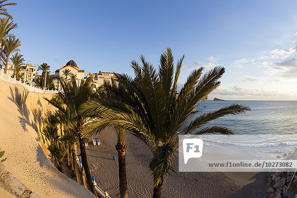'Palm trees in the sand along the Mediterranean; Benidorm  Spain'