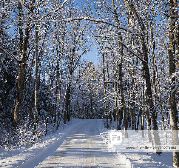 Schneebedeckte Straße mit blattlosen Bäumen im Winter und blauem Himmel; Brome Lake  Quebec  Kanada'.