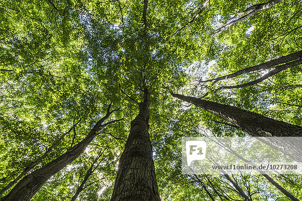 Blick in die Baumkronen von Laubbäumen in einem Wald in Ontario; Strathroy  Ontario  Kanada .