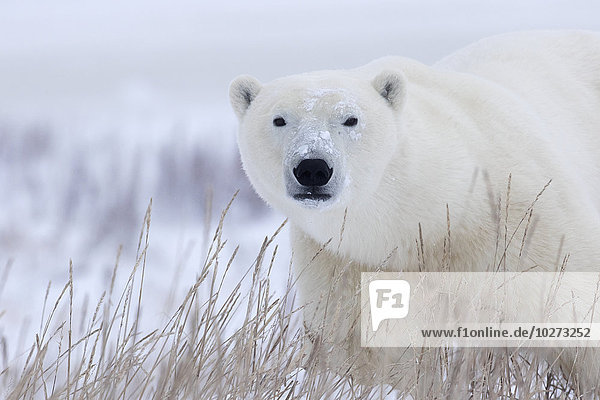 Eisbär Ursus maritimus nahe gehen Blizzard Manitoba Schnee