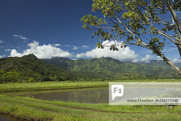 Taro-Beet  Talwände  Hanalei Valley; Hanalei  Kauai  Hawaii  Vereinigte Staaten von Amerika'.
