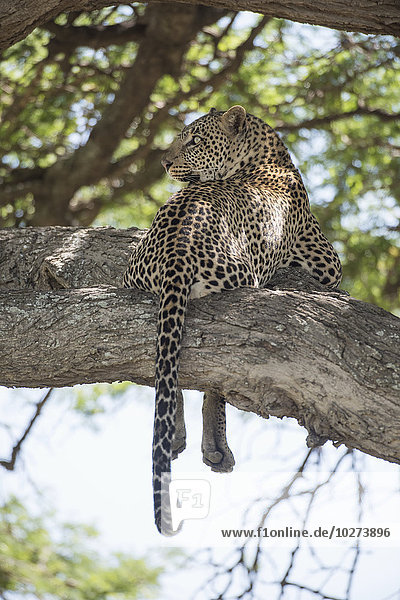 Leopard schaut über die Schulter zurück  während er sich auf einem Baumstamm in der Nähe von Ndutu  Ngorongoro-Krater-Schutzgebiet  Tansania  ausstreckt.