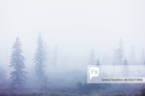 Dichter Nebel umhüllt einen Bestand von Fichten in der Tundra; Noatak  Alaska  Vereinigte Staaten von Amerika'.