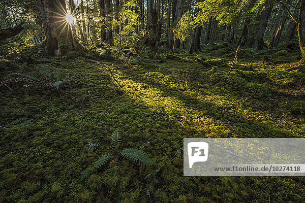 Sonnenlicht strömt durch den Regenwald des Naikoon Provincial Park auf Haida Gwaii; British Columbia  Vereinigte Staaten von Amerika'.