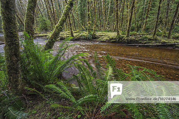 Haans Creek fließt durch den grünen Regenwald bei Sandspit; Haida Gwaii  British Columbia  Kanada'.