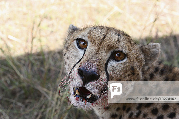 'Cheetah  close up  Maasai Mara National Reserve; Kenya'