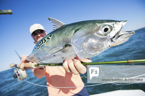 'Fisherman holds a fresh caught false albacore; Cape Cod  Massachusetts  United States of America'
