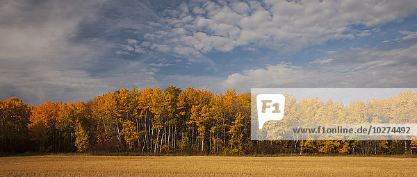 Landschaft und Laubbäume in einem Wald mit Herbstfarben; Manitoba  Kanada'.