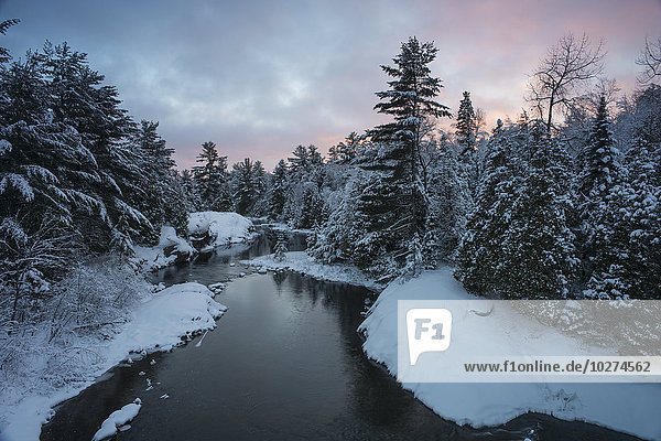 Fluss mit schneebedeckten Immergrünen bei Sonnenuntergang; Ontario  Kanada'.