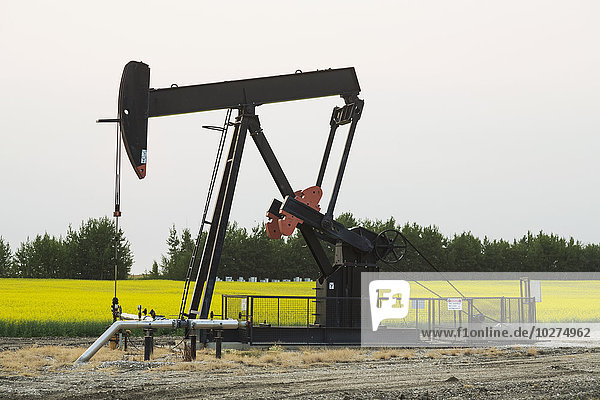 'Pumpjack at work on oilfield lease in a canola field in rural Alberta; St. Albert  Alberta  Canada'
