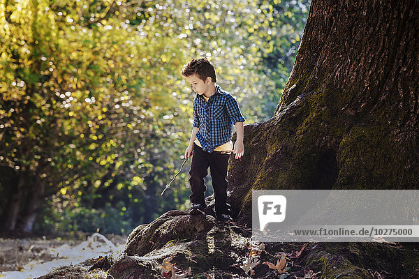Junge  der in einem Wald neben einer großen Eiche auf Entdeckungsreise geht; Langley  British Columbia  Kanada