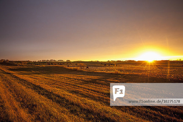 Glühendes Sonnenlicht über Farmland bei Sonnenuntergang; Manitoba  Kanada'.