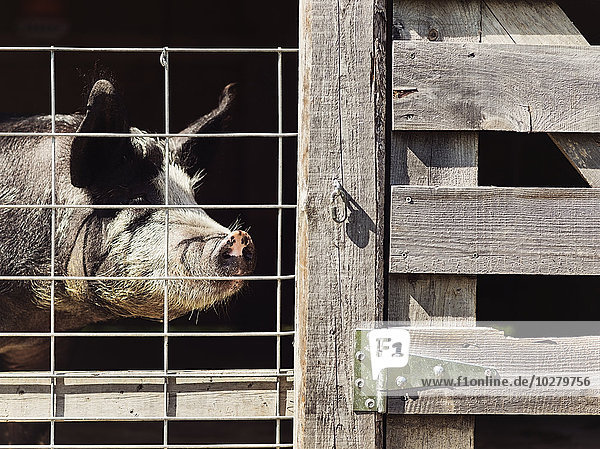 Schwein in der Umzäunung eines Bauernhofs