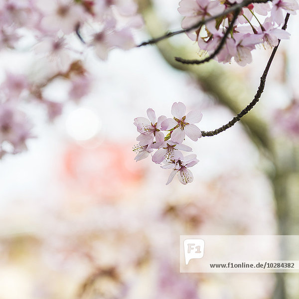 Tree blossom  close-up