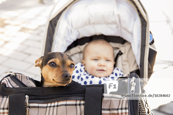Dog in carrier  baby in pram on background