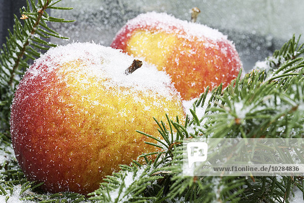 Apples on pine branches