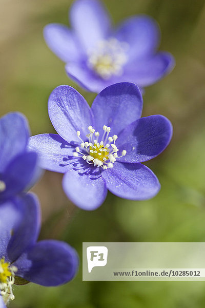 Blaue Blumen  Nahaufnahme