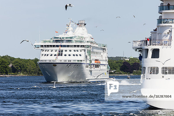 Seagulls flying over cruise ships in sea  Stockholm  Sweden