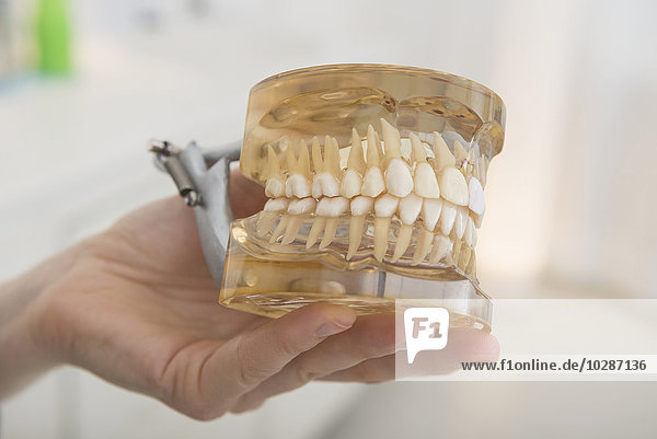 Dentist hand showing a model of teeth  Munich  Bavaria  Germany