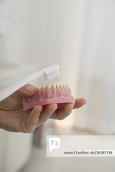 Zahnarzt hält ein Zahnmodell in der Hand und zeigt  wie man die Zähne mit einer Zahnbürste reinigt  München  Bayern  Deutschland