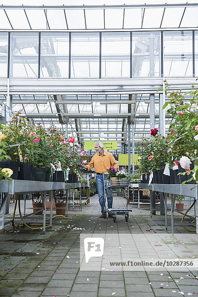 Älterer Mann bei der Pflanzenauswahl in einem Gartencenter  Augsburg  Bayern  Deutschland