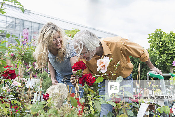 Älteres Paar riecht an einer Rose in einer Gärtnerei  Augsburg  Bayern  Deutschland