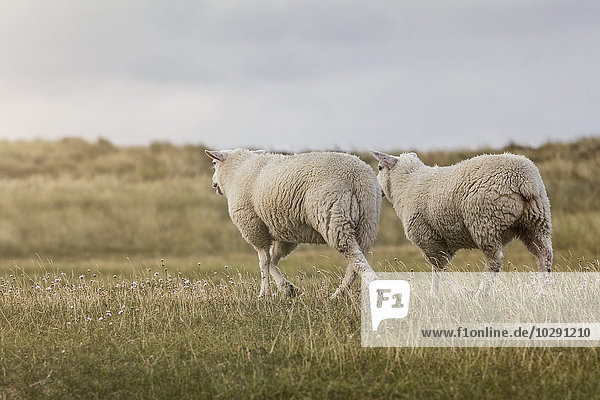 Zwei Schafe auf der Weide  Ellenbogen  Sylt  Schleswig-Holstein  Deutschland  Europa
