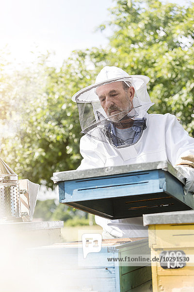 Imker in Schutzkleidung mit abnehmbarem Bienenstockdeckel