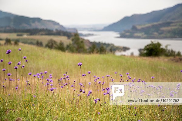 Wild flowers growing  Catherine's Ridge  Columbia River Gorge  Oregon  USA