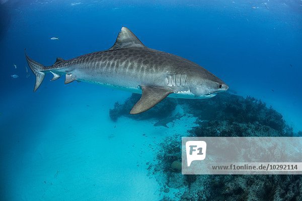 Tiger shark (galeocerdo cuvier) patroling reef in the north Bahamas  Caribbean