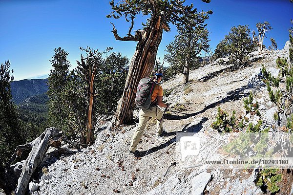 Young woman hiking  Mount Charleston Wilderness trail  Nevada  USA