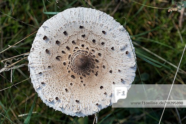 Overhead close up of white spotted mushroom in grass