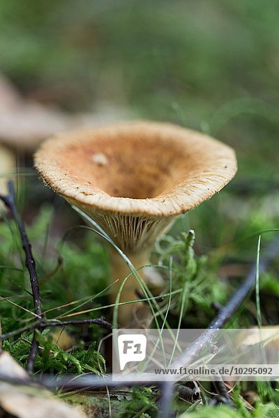 Close up of funnel shaped mushroom in grass