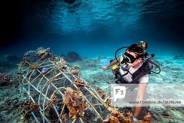 Unterwasser-Ansicht eines Tauchers  der ein Seakrete auf dem Meeresgrund fixiert  (künstliches Stahlriff mit elektrischem Strom)  Lombok  Indonesien
