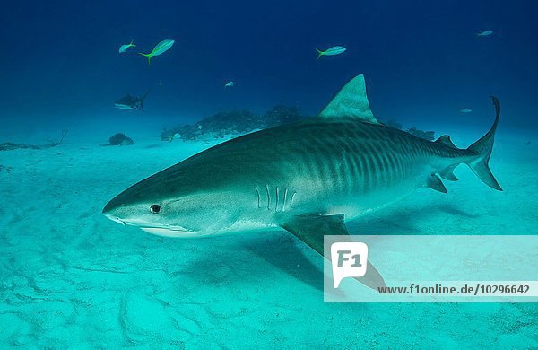 Tiger shark swimming on seabed  Tiger Beach  Bahamas