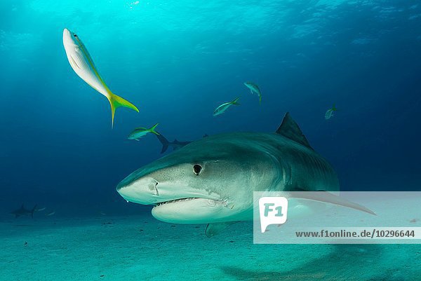 Unterwasserportrait eines Riffhais  Tiger Beach  Bahamas