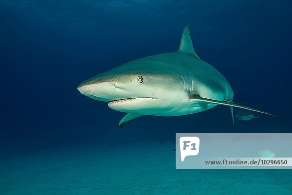 Underwater portrait of reef shark above seabed  Tiger Beach  Bahamas