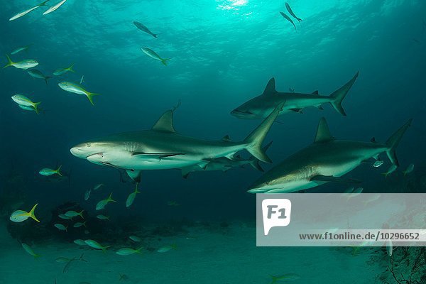 Underwater view of reef sharks swimming above seabed  Tiger Beach  Bahamas