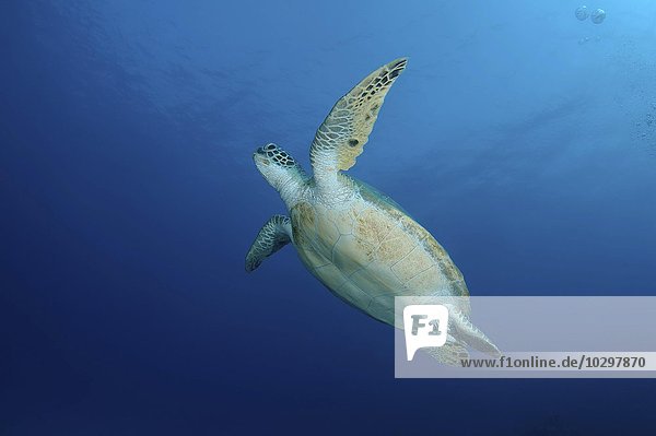 hoch oben Wasser grün blau Landschildkröte Schildkröte schwimmen Afrika Ägypten Rotes Meer