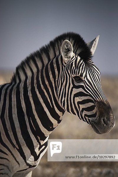Burchell-Zebra (Equus quagga burchellii)  Portrait  Etosha Nationalpark  Namibia  Afrika