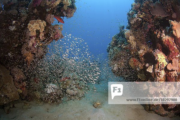 Schwarm Glasfische (Pempheris schomburgkii) an einem Korallenriff  Rotes Meer  Abu Dabab  Ägypten  Afrika