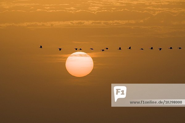 Enten fliegen an der untergehenden Sonne vorbei  Djoudj-Nationalpark  Senegal  Afrika