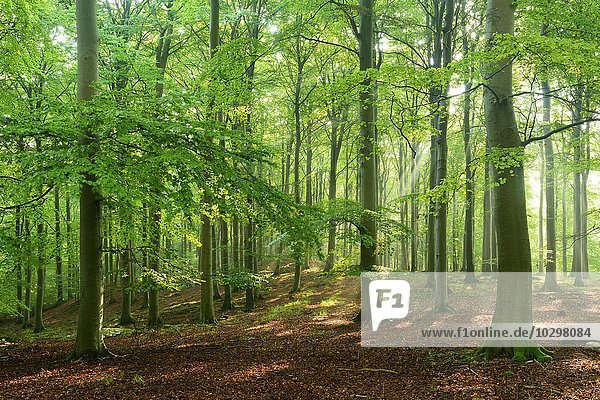 Sonnenlicht im naturnahen Buchenwald (Fagus sp.)  Stubnitz  Nationalpark Jasmund  Insel Rügen  Mecklenburg-Vorpommern  Deutschland  Europa
